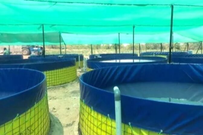 Biofloc Technology: A Game-Changer for Sustainable Aquaculture