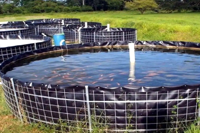 How to Set Up a Biofloc Tank for Maximum Fish Growth